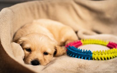 Where should your puppy sleep?