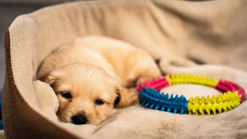 Puppy Sleeping Arrangements don't let them cry it out