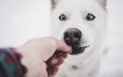 Why I will only ever use reward based methods when training dogs