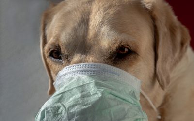 Preparing for life after lock down – dogs and masks!