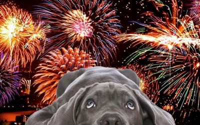 Helping your dog or puppy through fireworks season