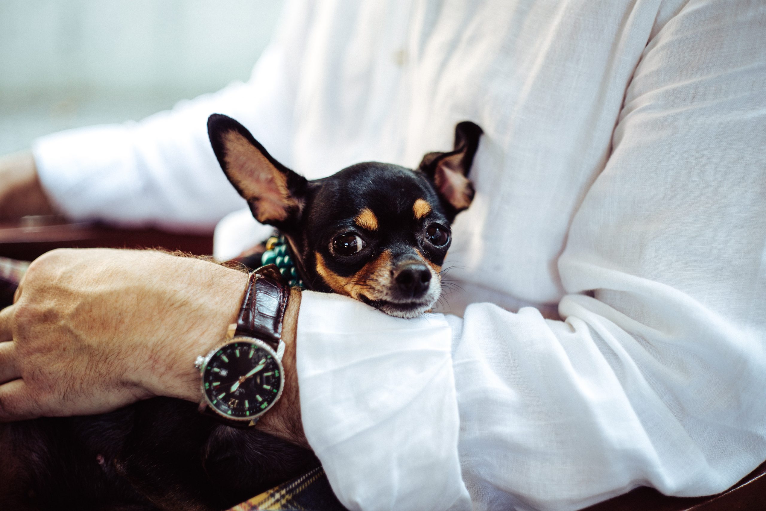 Chihuahua with separation anxiety in man's arms next to watch