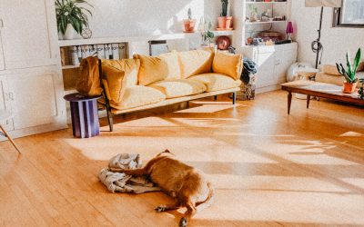 Why slippery floors are dangerous for ALL dogs