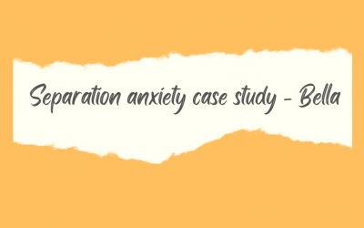 Separation anxiety case study – Bella (Bichon Frise x Maltese)