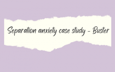 Separation anxiety case study – Buster (Jack Russell x Dachshund)