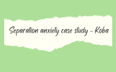 Separation anxiety case study – Koba (Staffie x Mastiff)