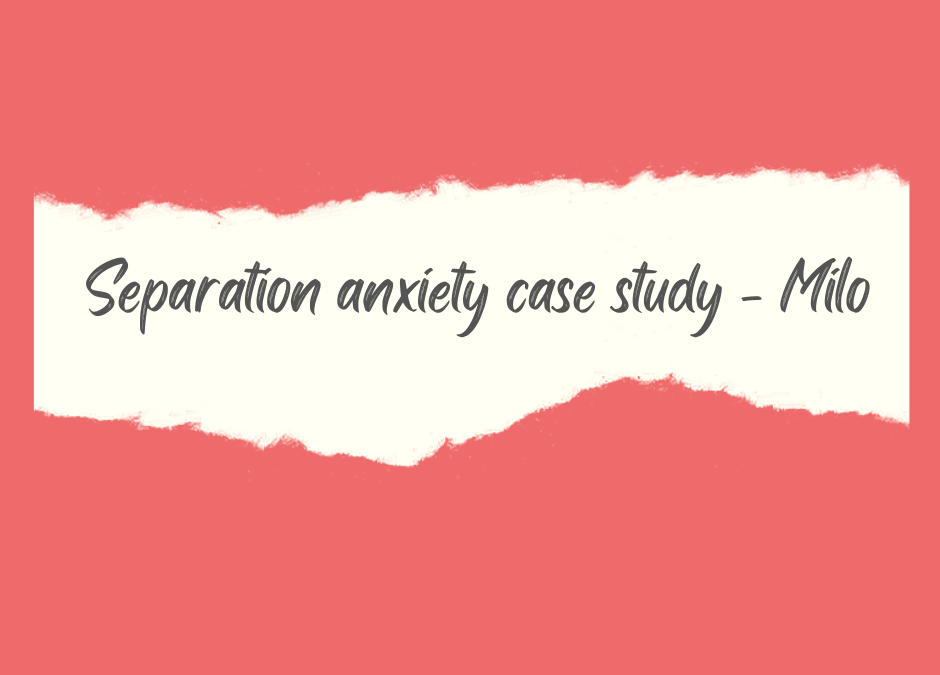 Separation anxiety case study – Milo (Cockapoo)