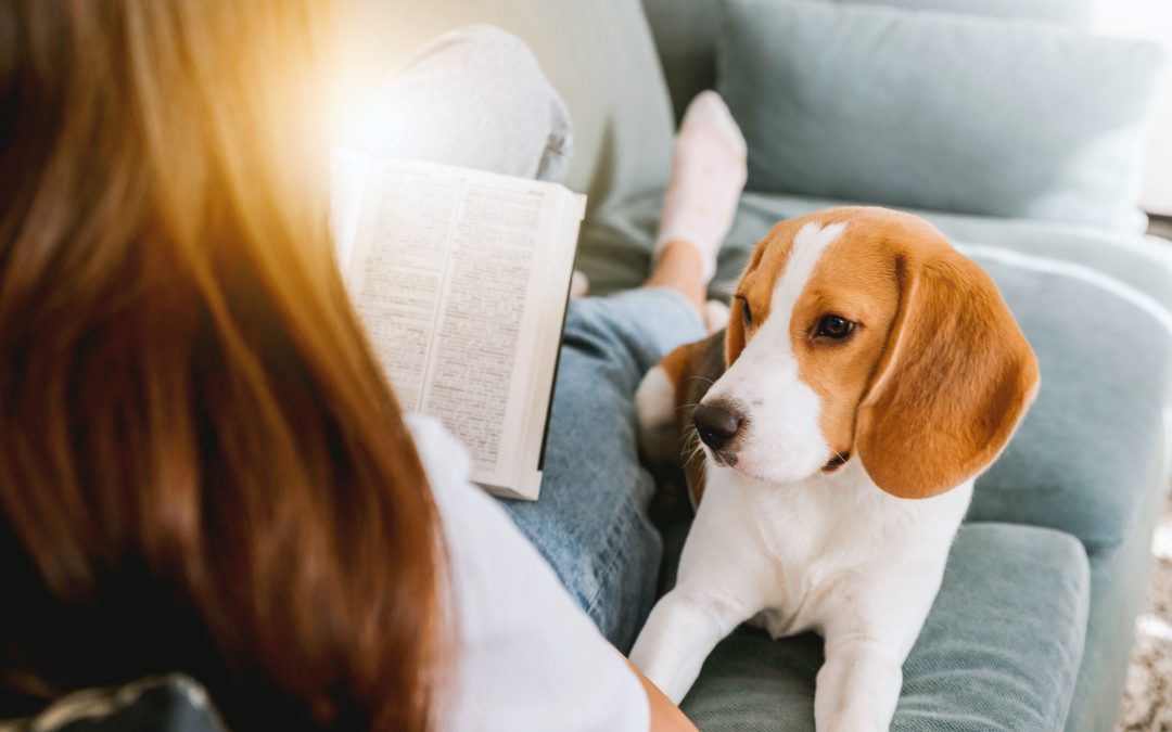 Suspending absences in separation anxiety training