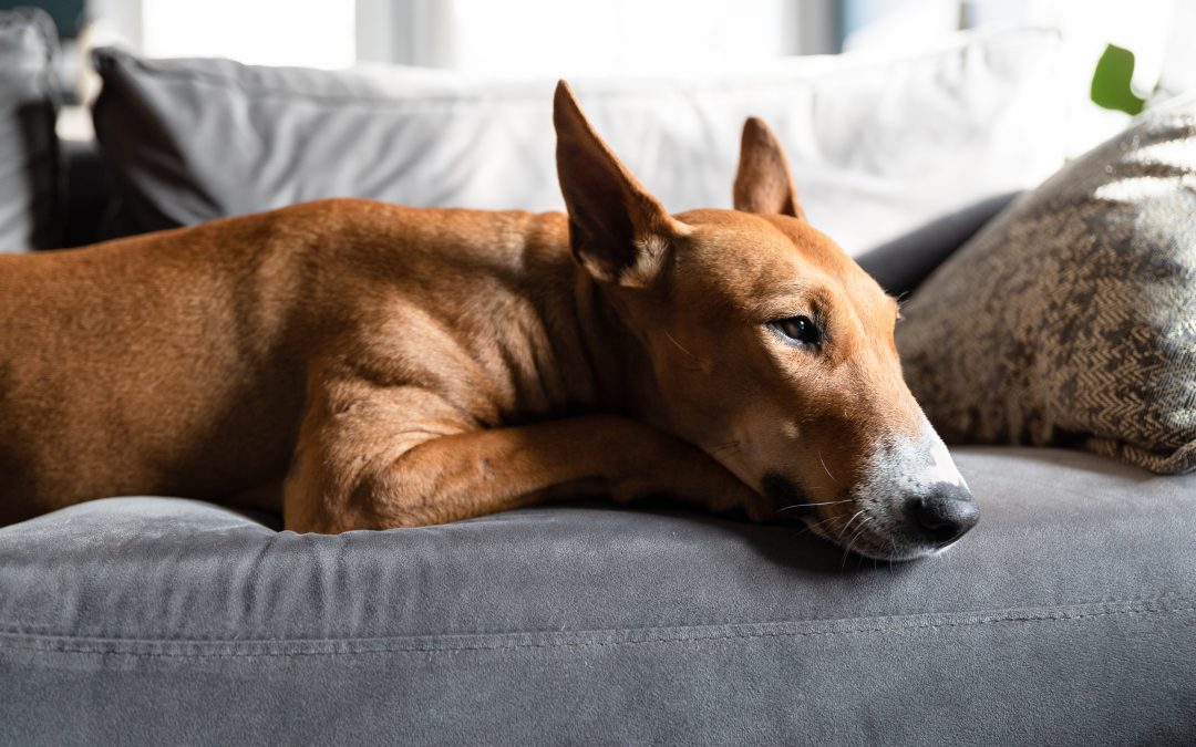 Separation anxiety – is your dog quiet or comfortable?